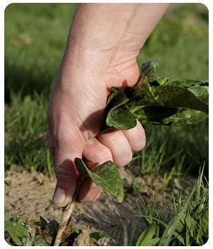 garden pest борется с сорняками